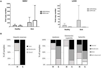 Scale Drop Disease Virus (SDDV) and Lates calcarifer Herpes Virus (LCHV) Coinfection Downregulate Immune-Relevant Pathways and Cause Splenic and Kidney Necrosis in Barramundi Under Commercial Farming Conditions